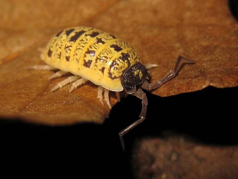 Porcellio Ornatus "High Yellow"