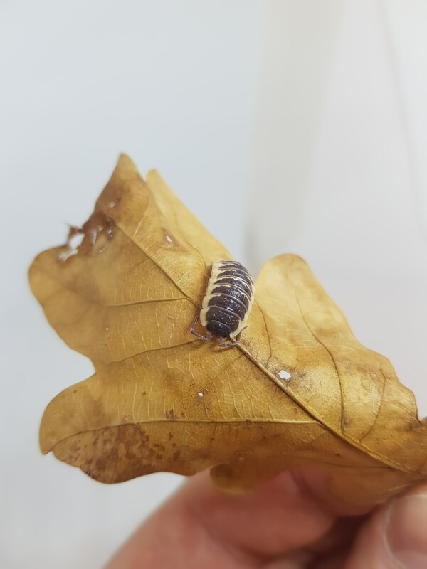 Porcellio Ornatus "Yellow"