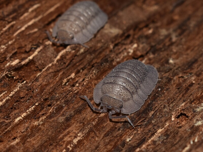 Armadillidium Peraccae