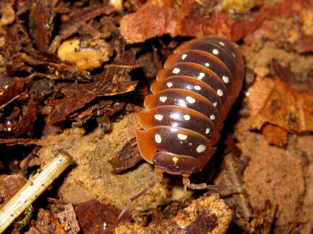 Armadillidium Klugii "montenegro"