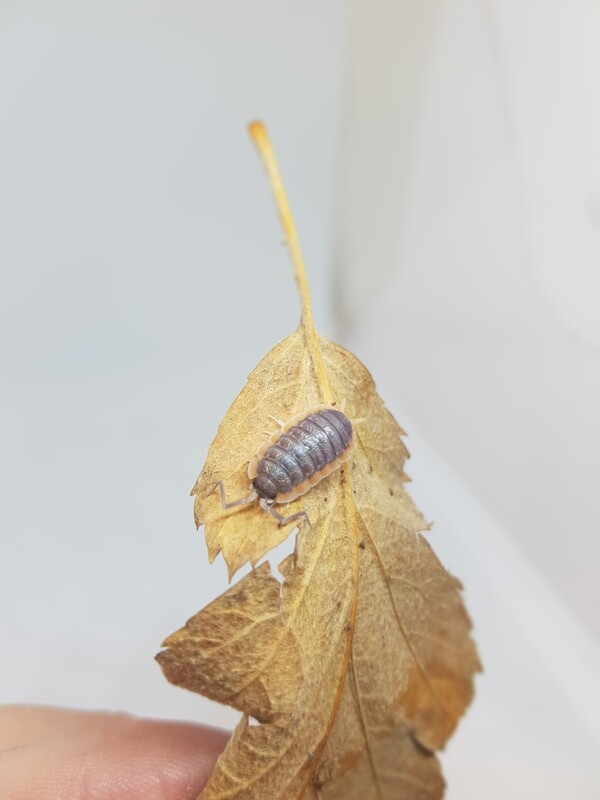 Porcellio Sp. "Morocco"