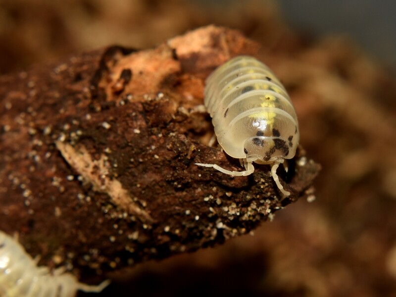 Armadillidium Vulgare "Magic Potion"