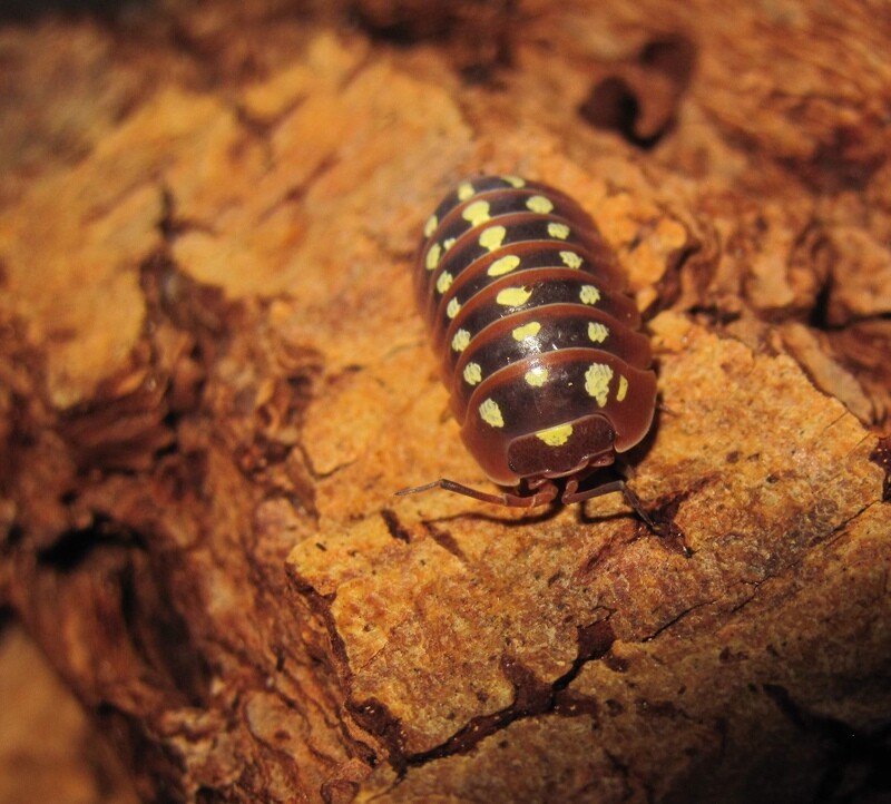 Armadillidium Klugii "Dubrovnik"