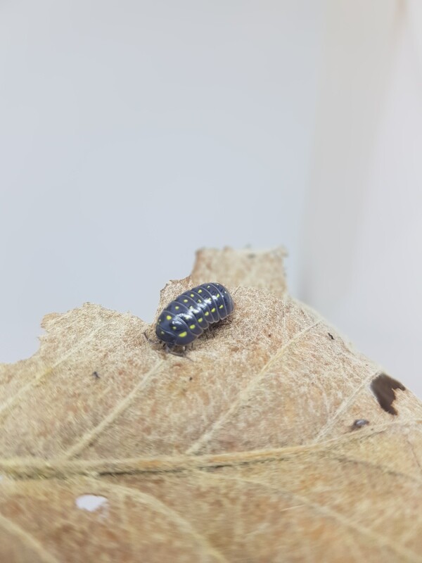 Armadillidium Albania