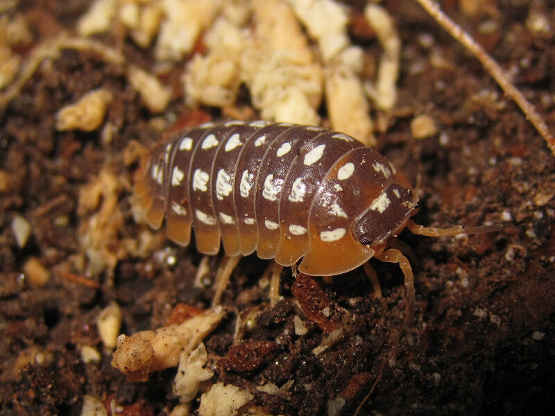 Armadillidium Werneri