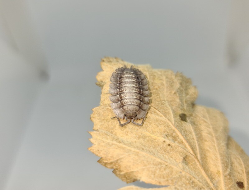 Porcellio Spatulatus