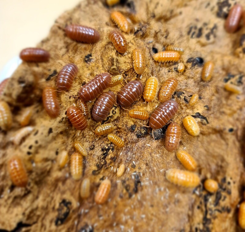 Armadillidium Vulgare "Mix Red And Orange"