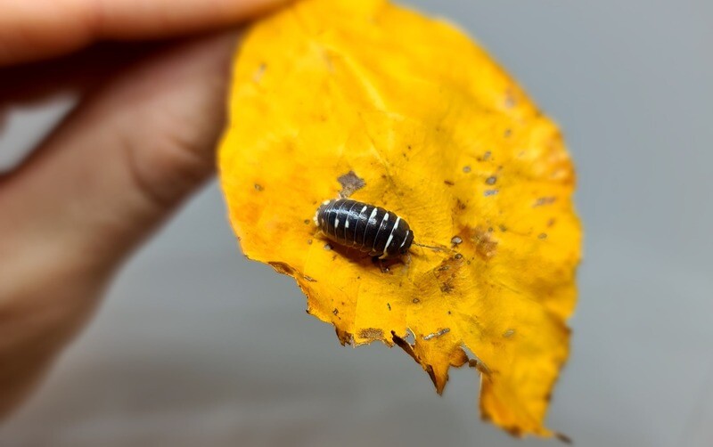 Armadillidium Corcyraem