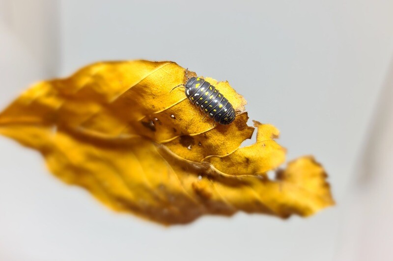 Armadillidium Corfu
