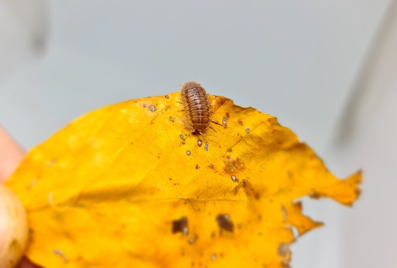 Armadillidium Nasatum "Peach"