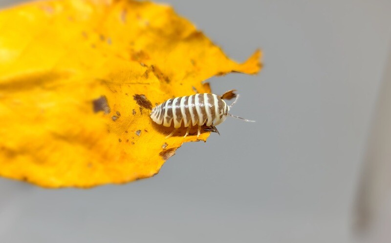 Armadillidium Maculatum "Chocolate"