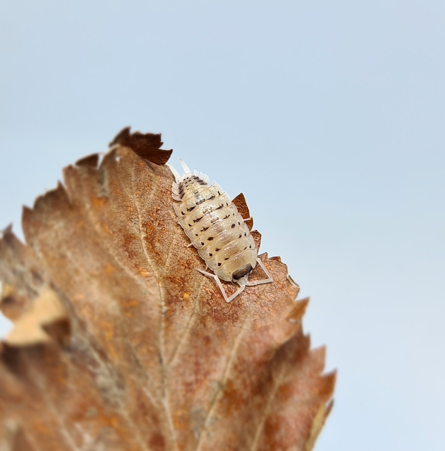Porcellio Violaceus "Rubivan"