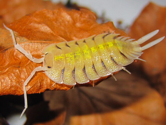 Porcellio Bolivaris