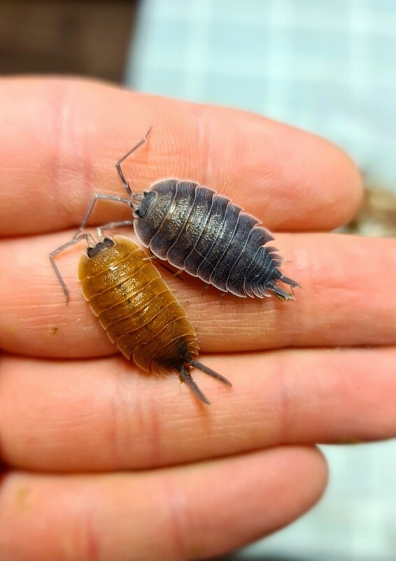 Porcellio Sp Valencia