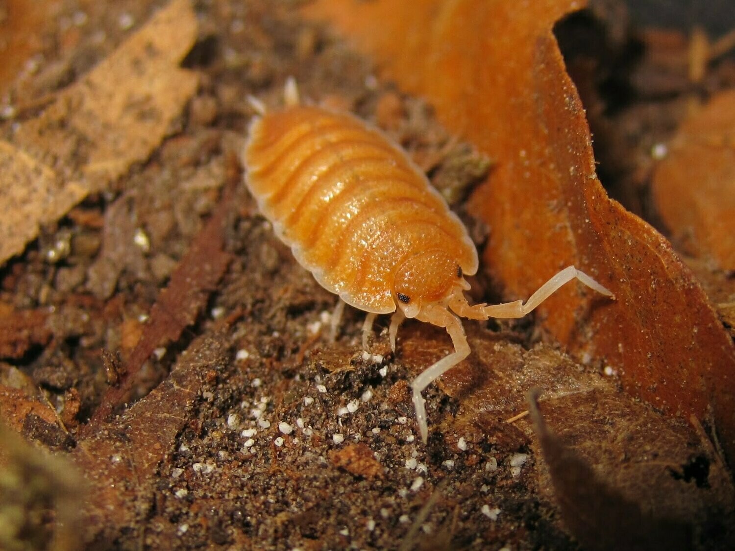 Porcellio Magnificus