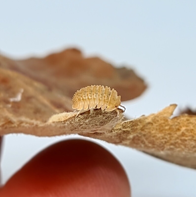 Cristarmadillidium "Muricatum"