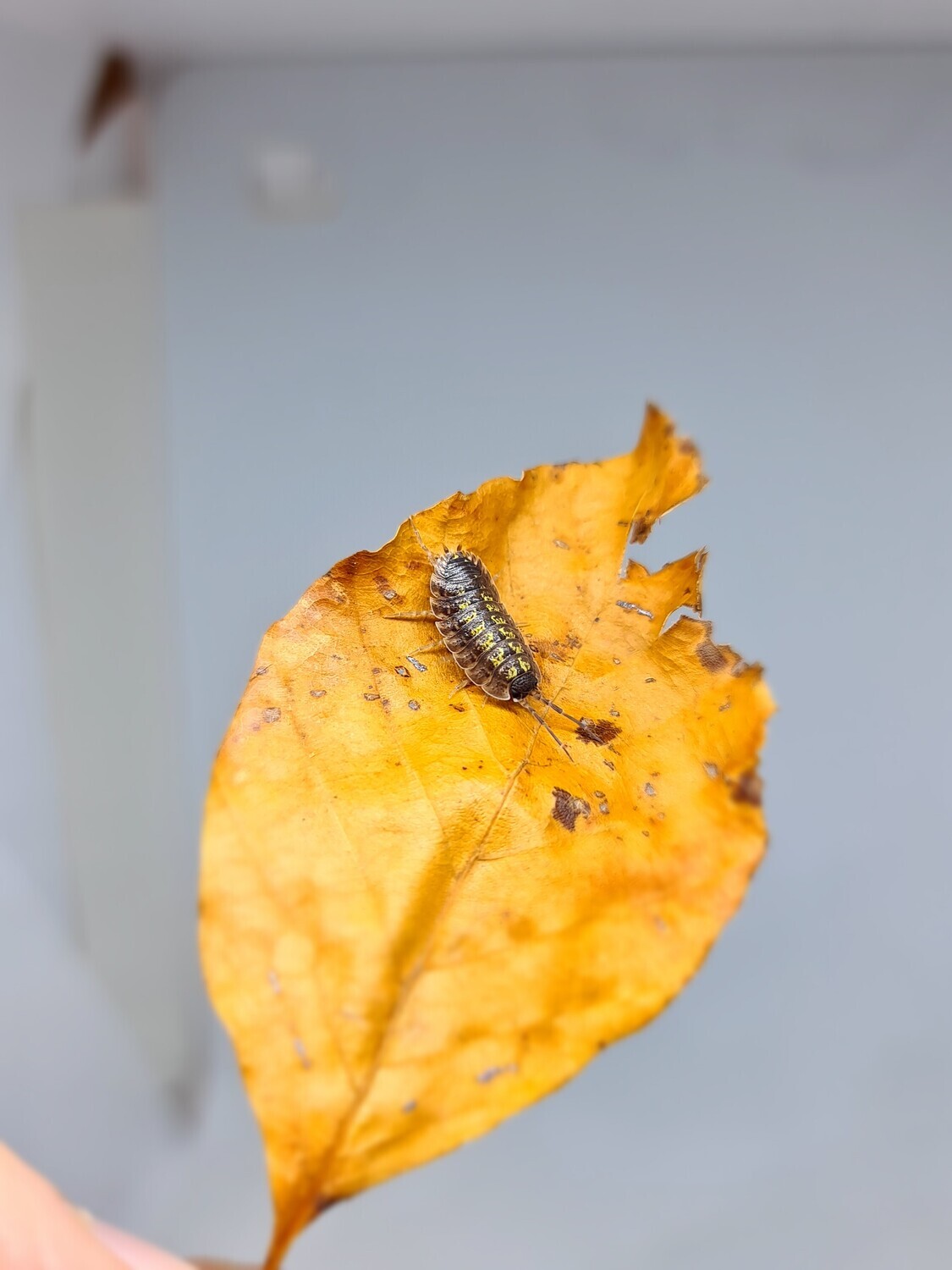Porcellio "Spinicornis"