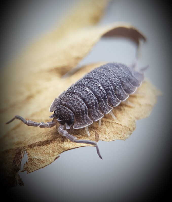 Porcellio "Echinatus"