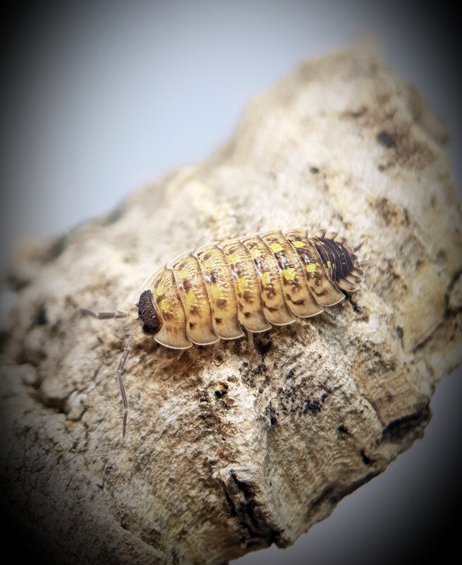 Porcellio Spinicornis "Bright"