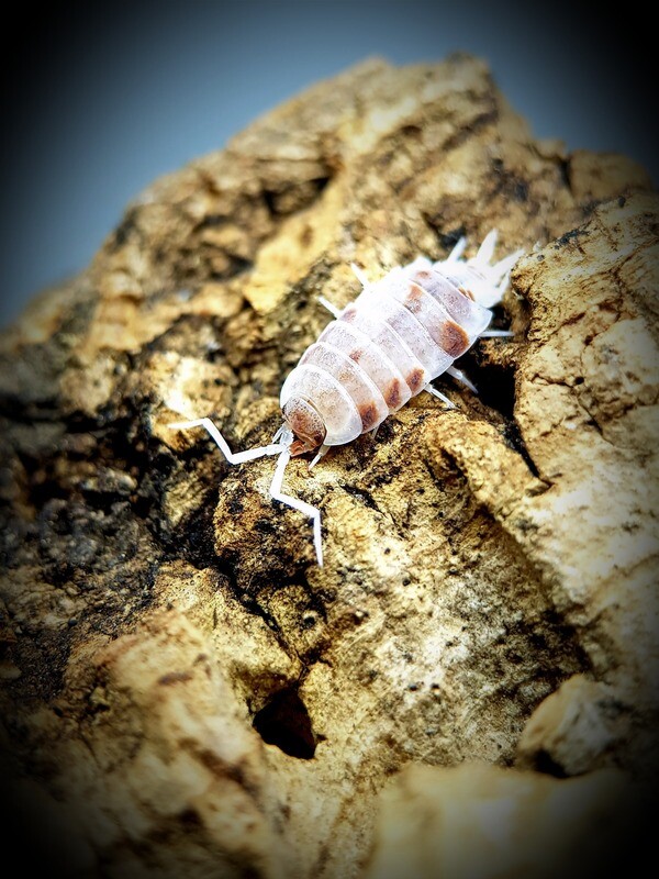 Porcellionides Pruinosus "Orange Dalmatian"