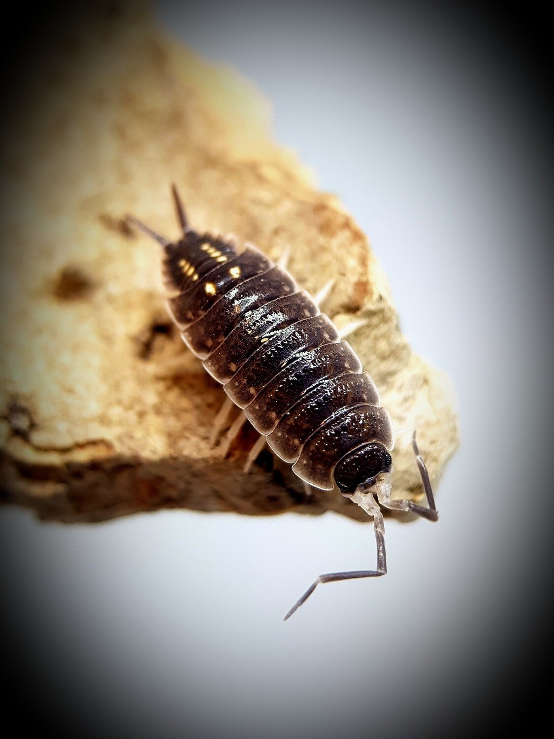 Porcellio Malaga "Monster"
