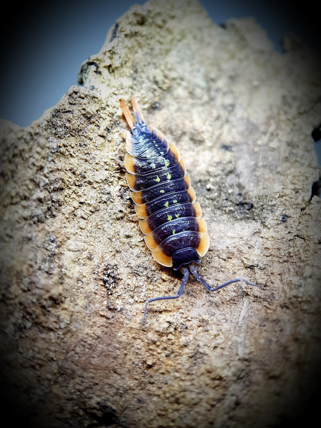 Porcellio Dubosqui "Troglophila"