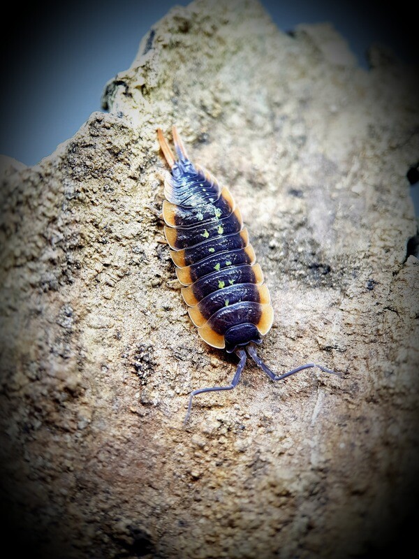 Porcellio Dubosqui "Troglophila"