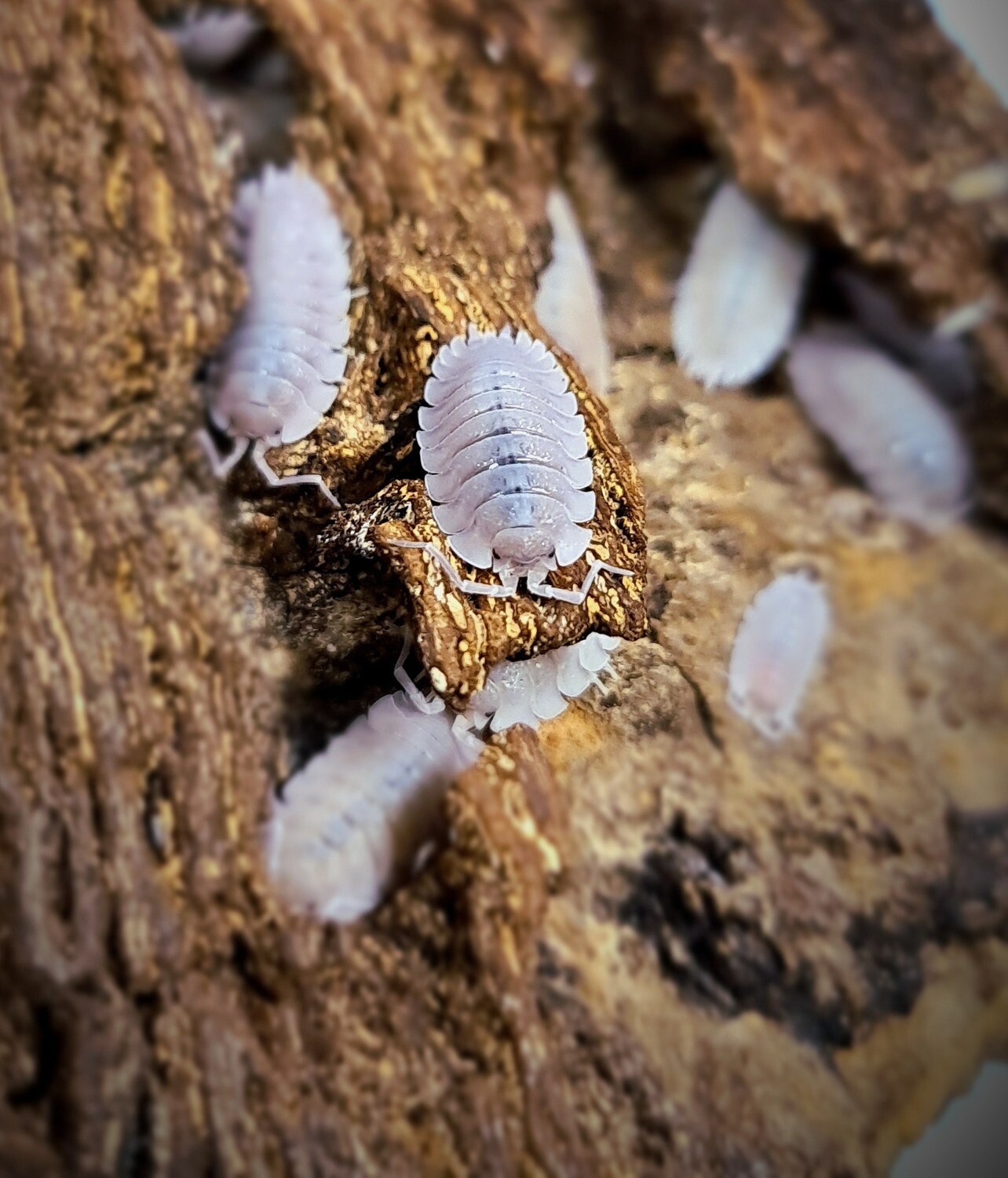 Porcellio Baeticensis "Violet"