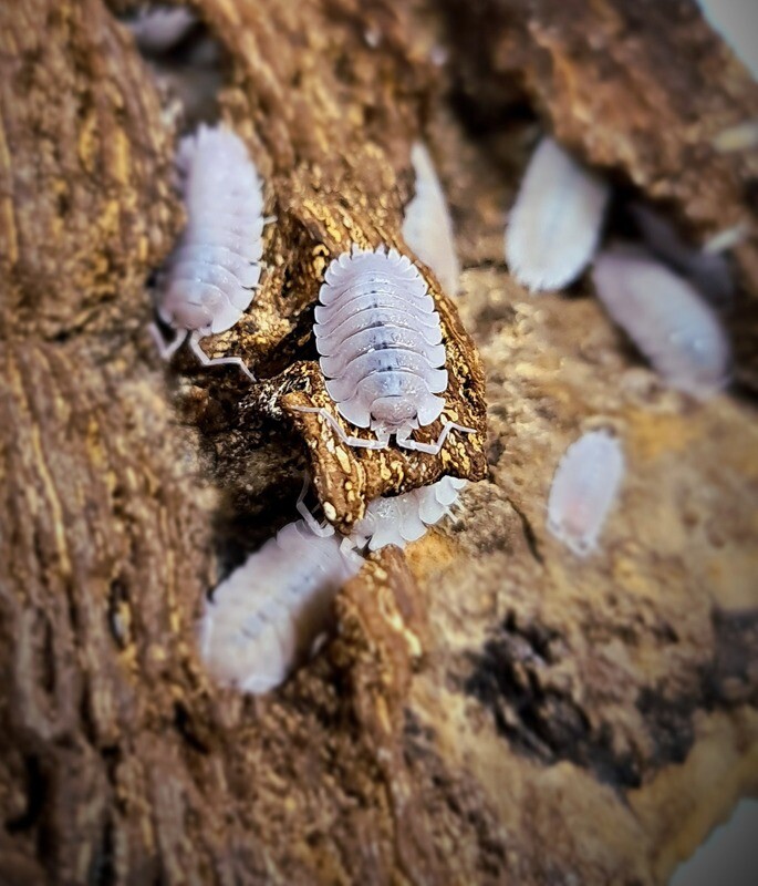 Porcellio Baeticensis "Violet"
