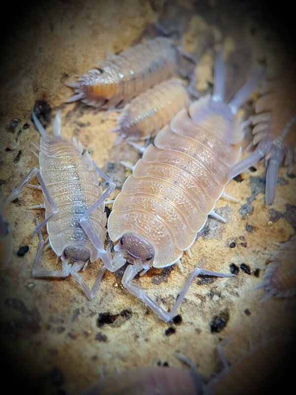 Porcellio Nicklesi "Orange"
