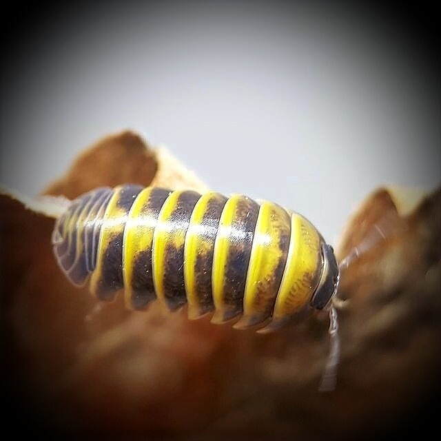 Armadillium Badium "Sicily"