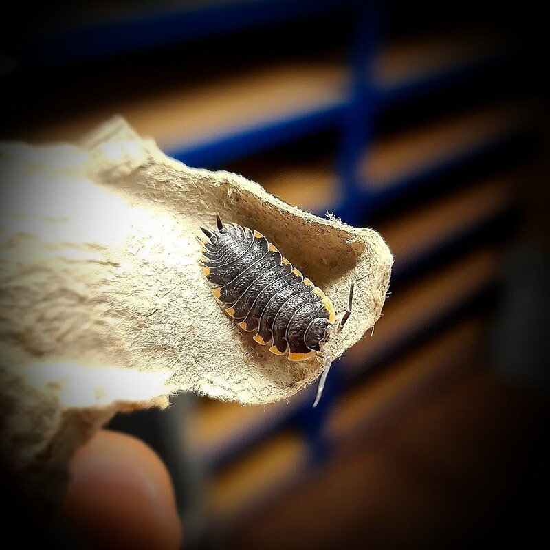 Trachelipus Caucasius
