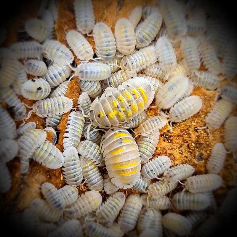 Armadillidium Granulatum "Magic potion"