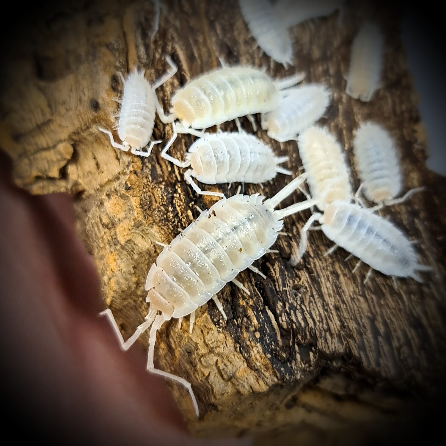 Porcellio Hoffmanseggi "Yeti"