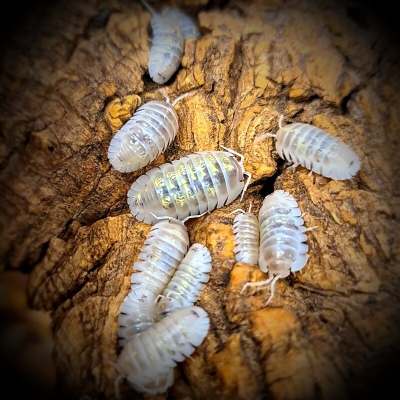 Armadillidium Depressum "Magic Potion"