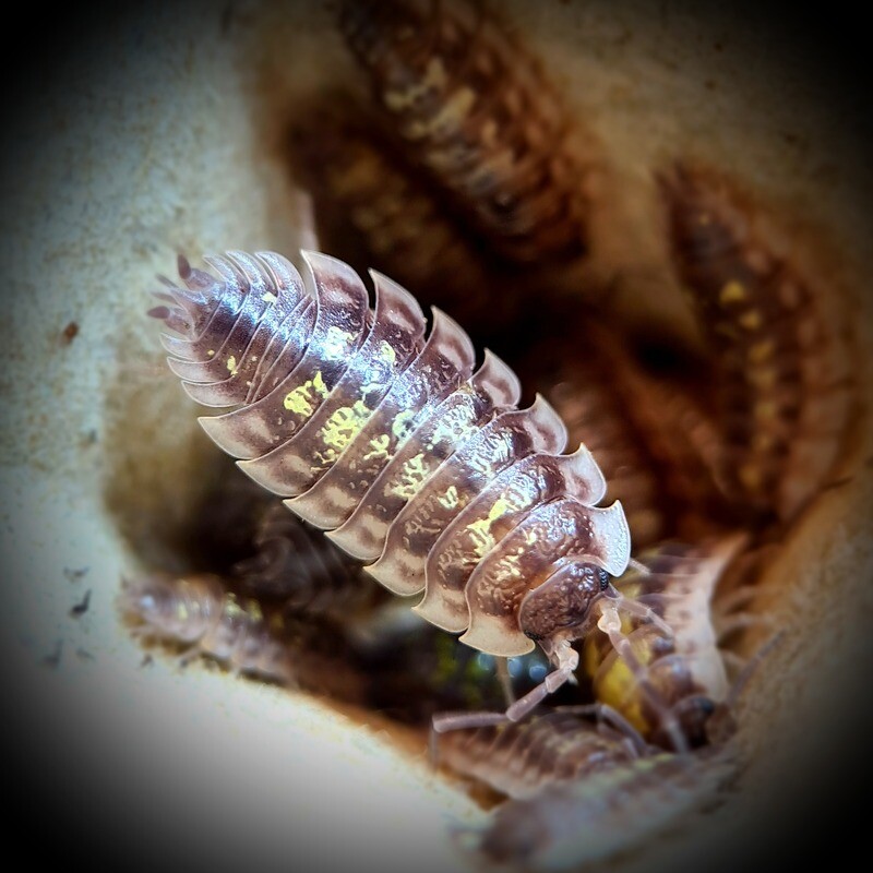 Oniscus Asellus "Yellow"