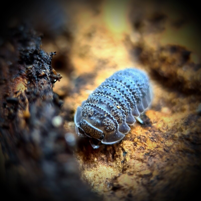 Armadillidium Aserratum