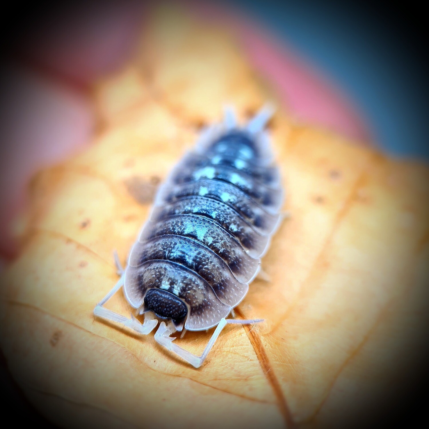 Porcellio Nicklesi "Dark"