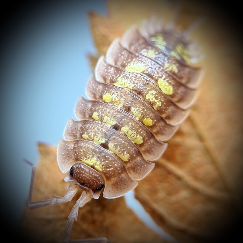 Porcellio Nicklesi "Tang"