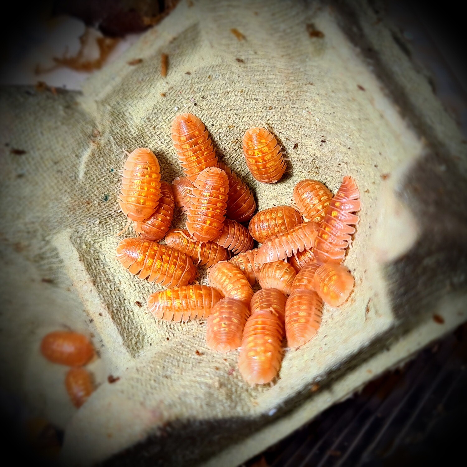 Armadillium Granulatum "Orange"