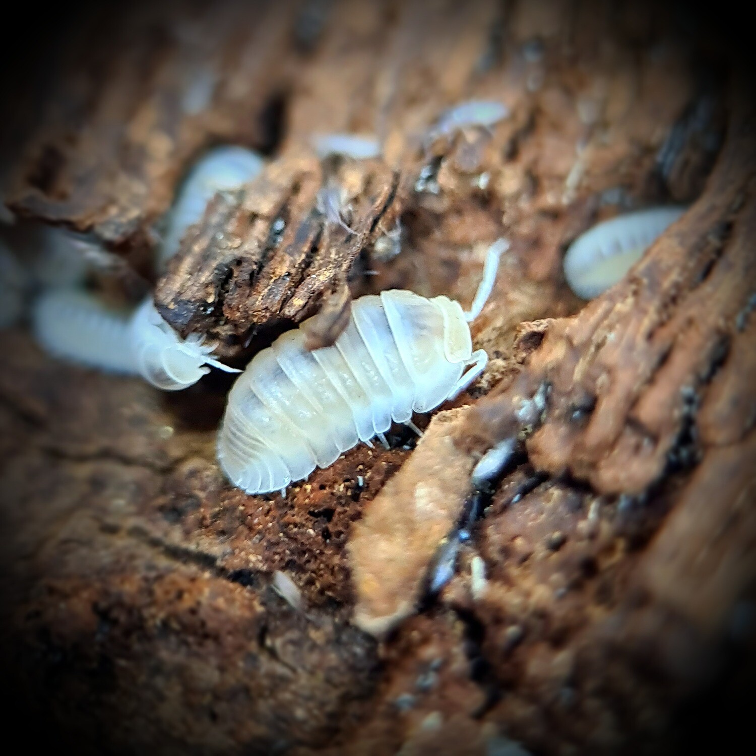 Cubaris Sp Murina "Glacier"