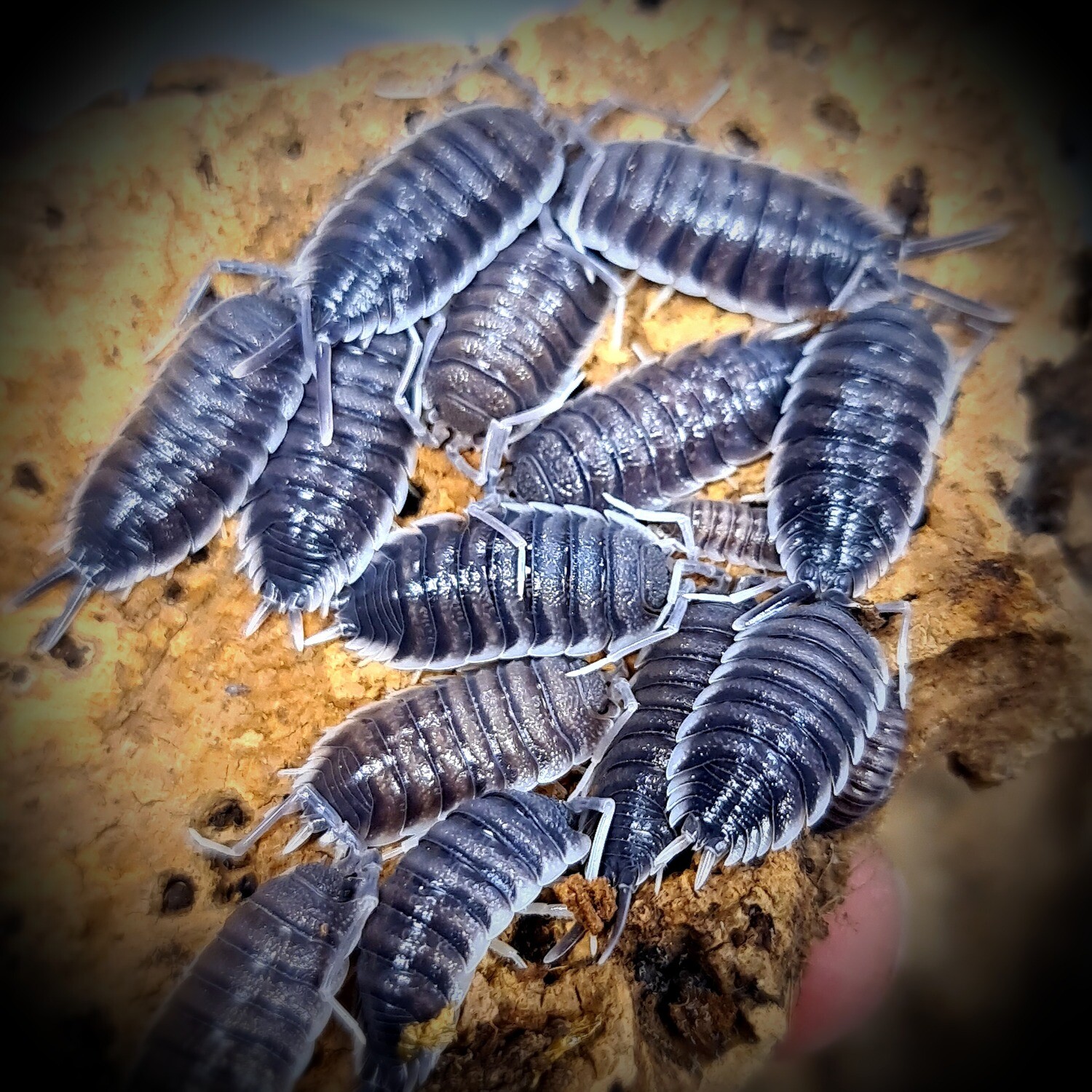 Porcellio Hoffmanseggi "White Antenna"
