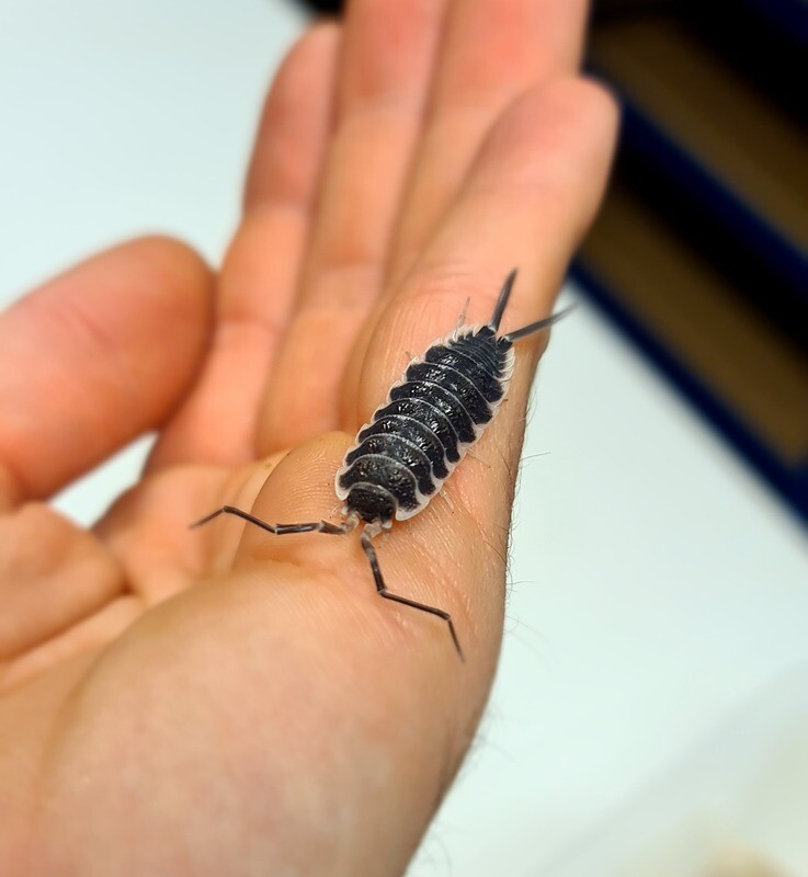 Porcellio Hoffmannseggi