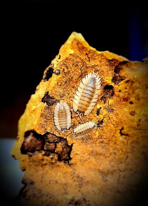 Trachelipus Trilobatus