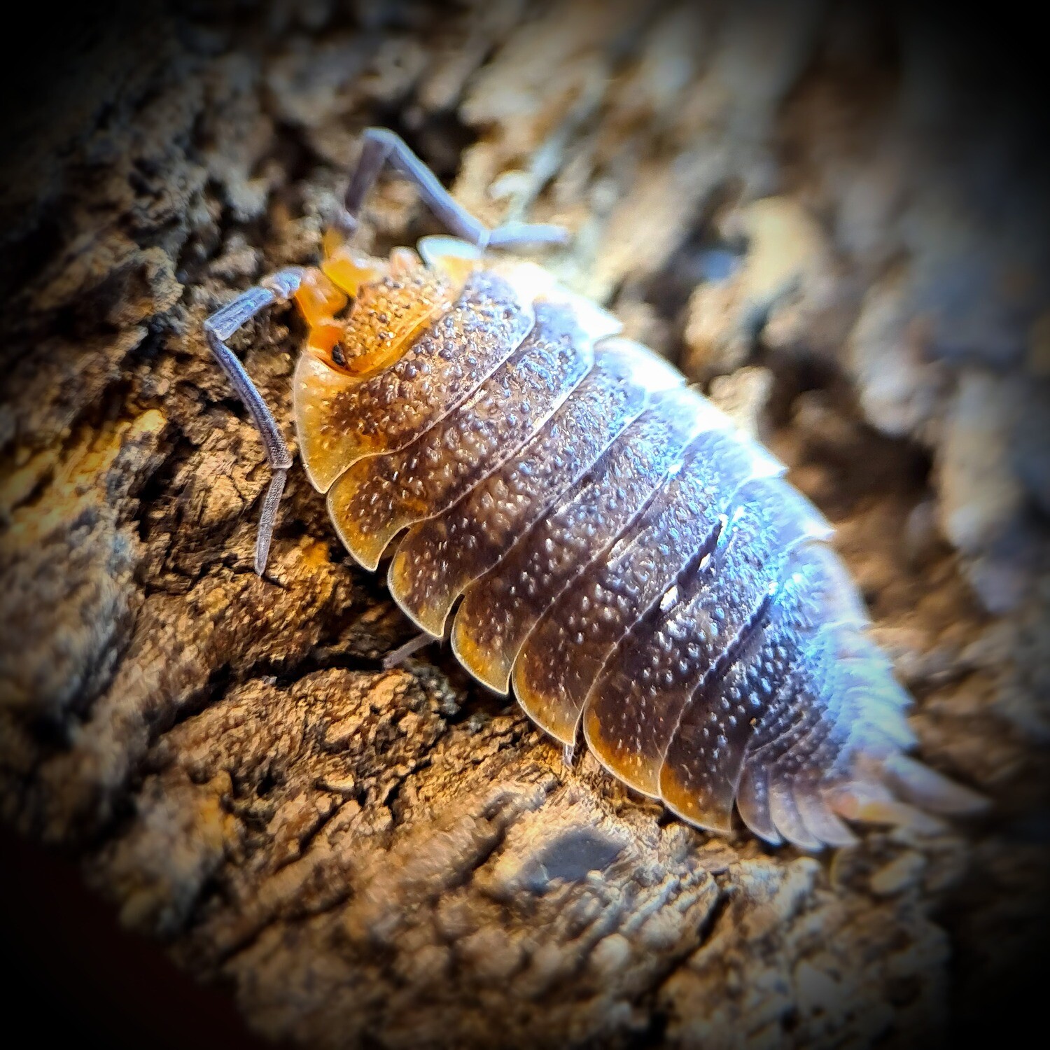 Porcellio Scaber "Arenaria"