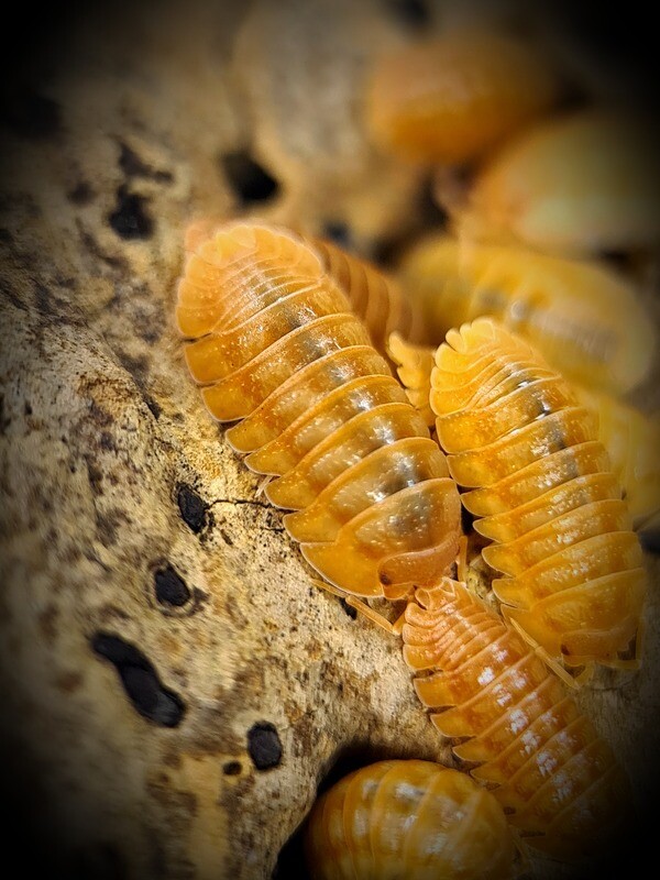 Armadillidium Nasatum "Orange"