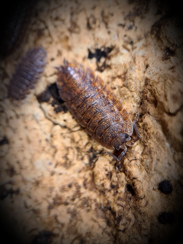 Trachelipus Mostarensis