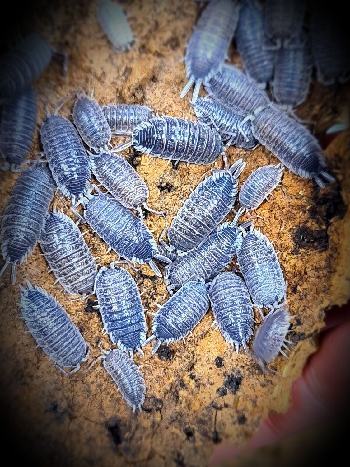 Porcellio Foffmannseggi "Sordidus"