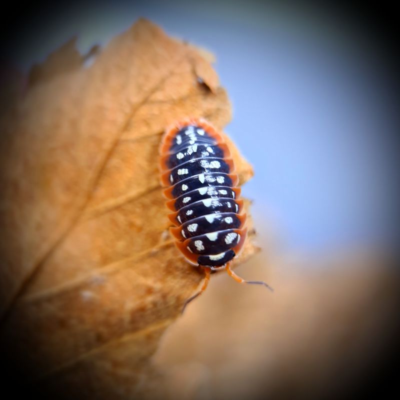 Armadillidium Flavoscutatum