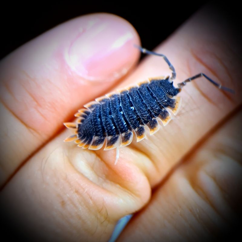 Porcellio Echinatus "Red Edge"